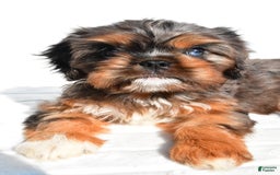 Cavapoo dogs for sale: Daisy - Image 5