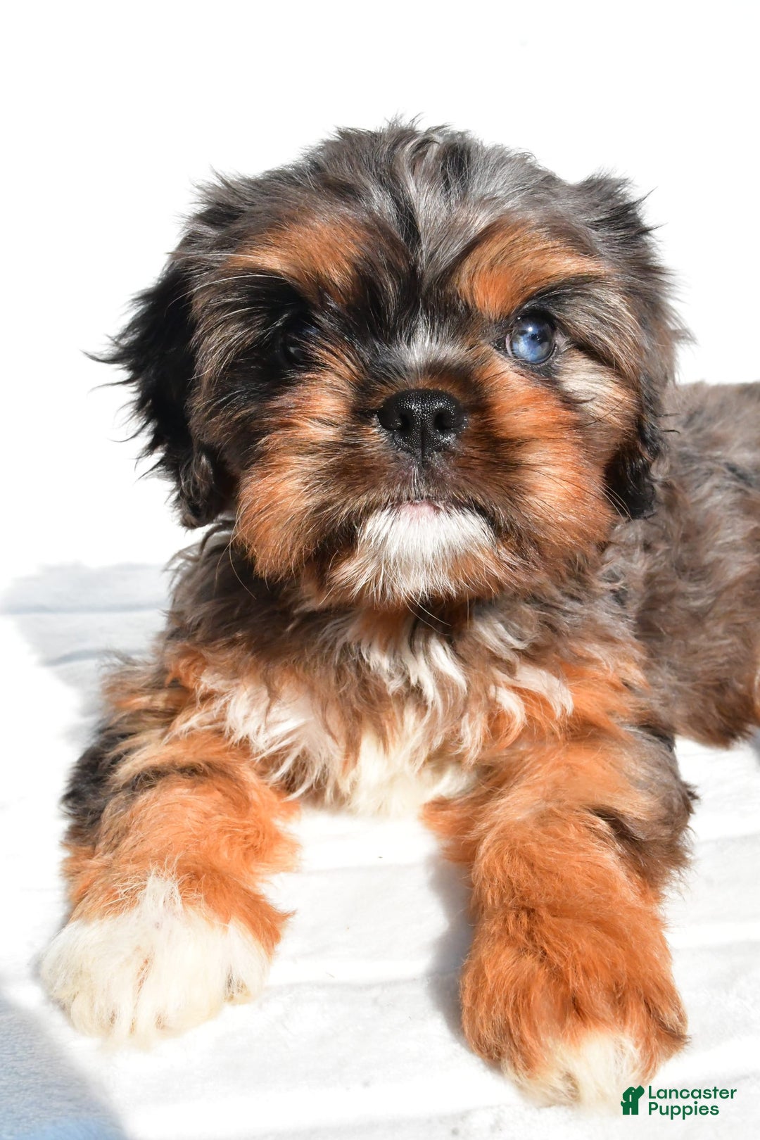 Cavapoo dogs for sale: Daisy - Image 5