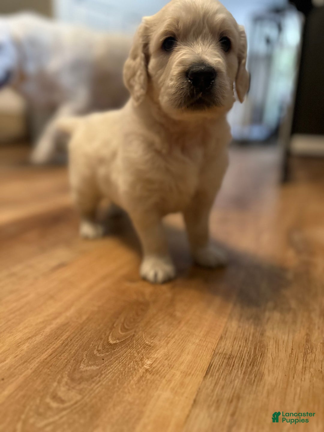 Goldendoodle dogs for sale: Sky F1b Goldendoodle - Image 2