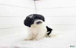 Cavapoo dogs for sale: Logan - Image 1
