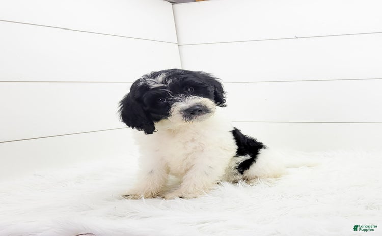 Cavapoo dogs for sale - Ad 5