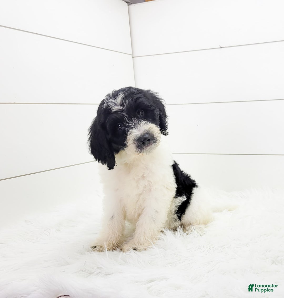 Cavapoo dogs for sale: Logan - Image 1