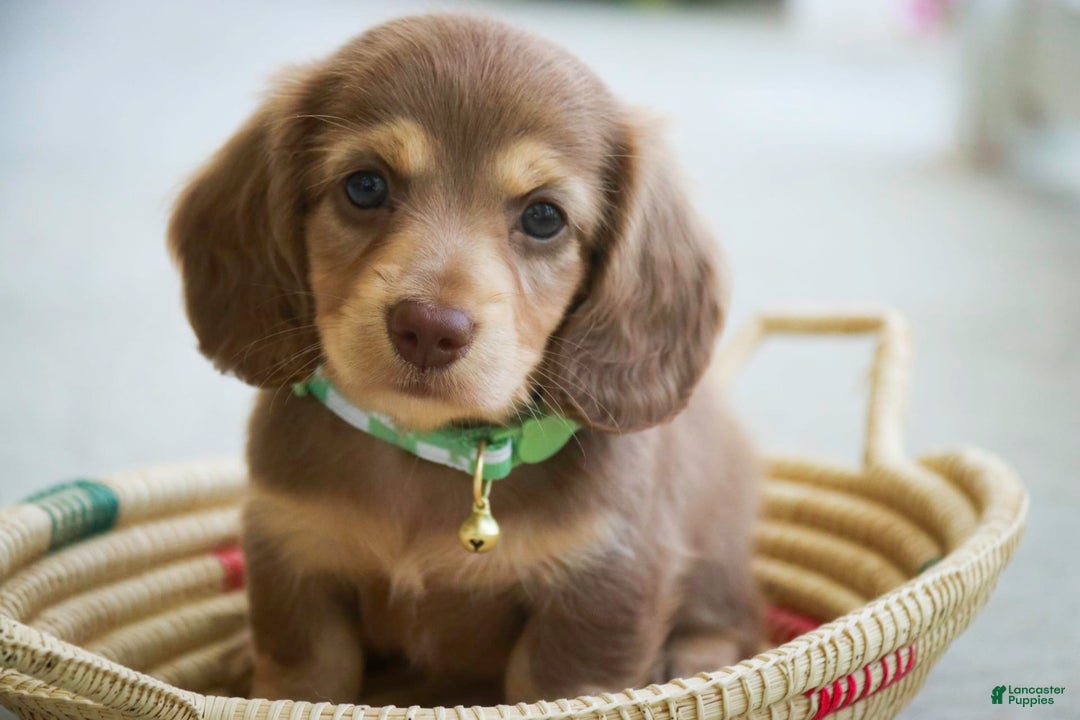 Miniature Dachshund dogs for sale: Forrest - Image 4