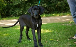 Great Dane dogs for sale: Selene - Image 4