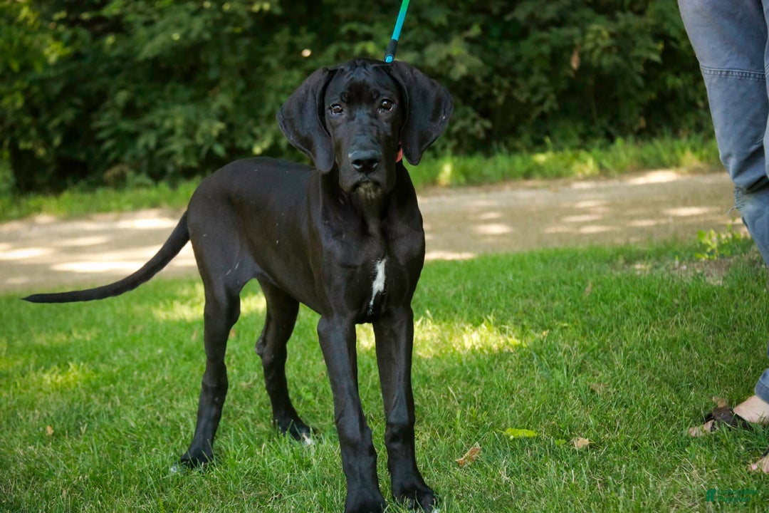 Great Dane dogs for sale: Selene - Image 4