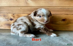 Australian Shepherd dogs for sale: Bart - Image 2