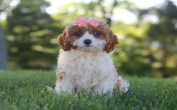 Cavapoo dogs for sale: Iris - Image 2