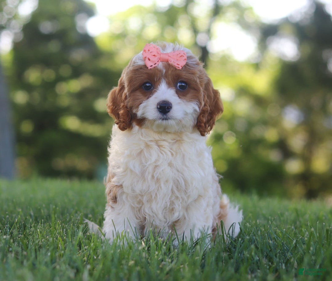 Cavapoo dogs for sale: Iris - Image 2