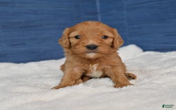 Cavapoo dogs for sale: Cavapoo 6 puppies - Image 26