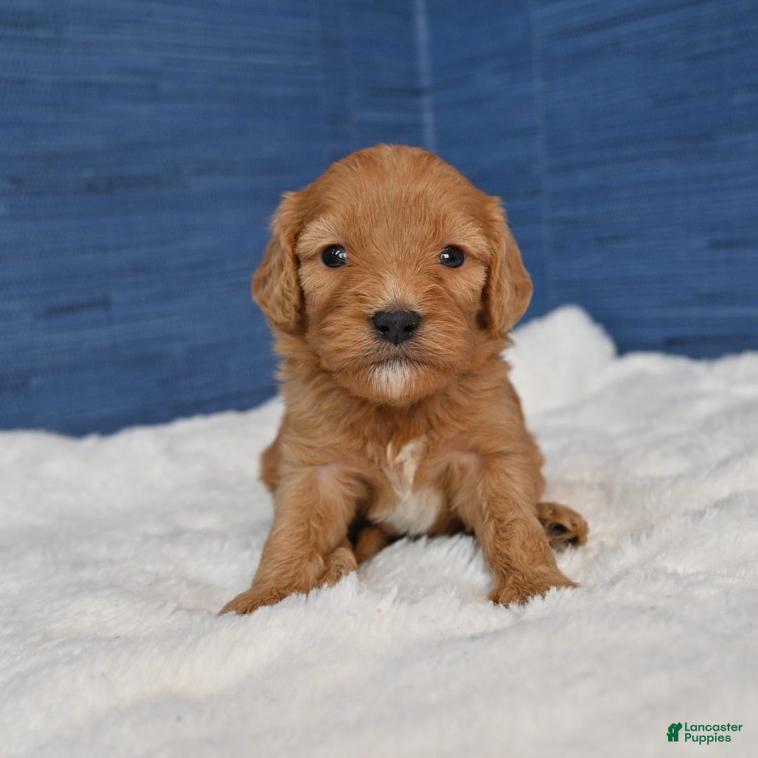 Cavapoo dogs for sale: Cavapoo 6 puppies - Image 26