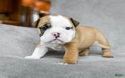 English Bulldog dogs for sale: Mary - Image 8