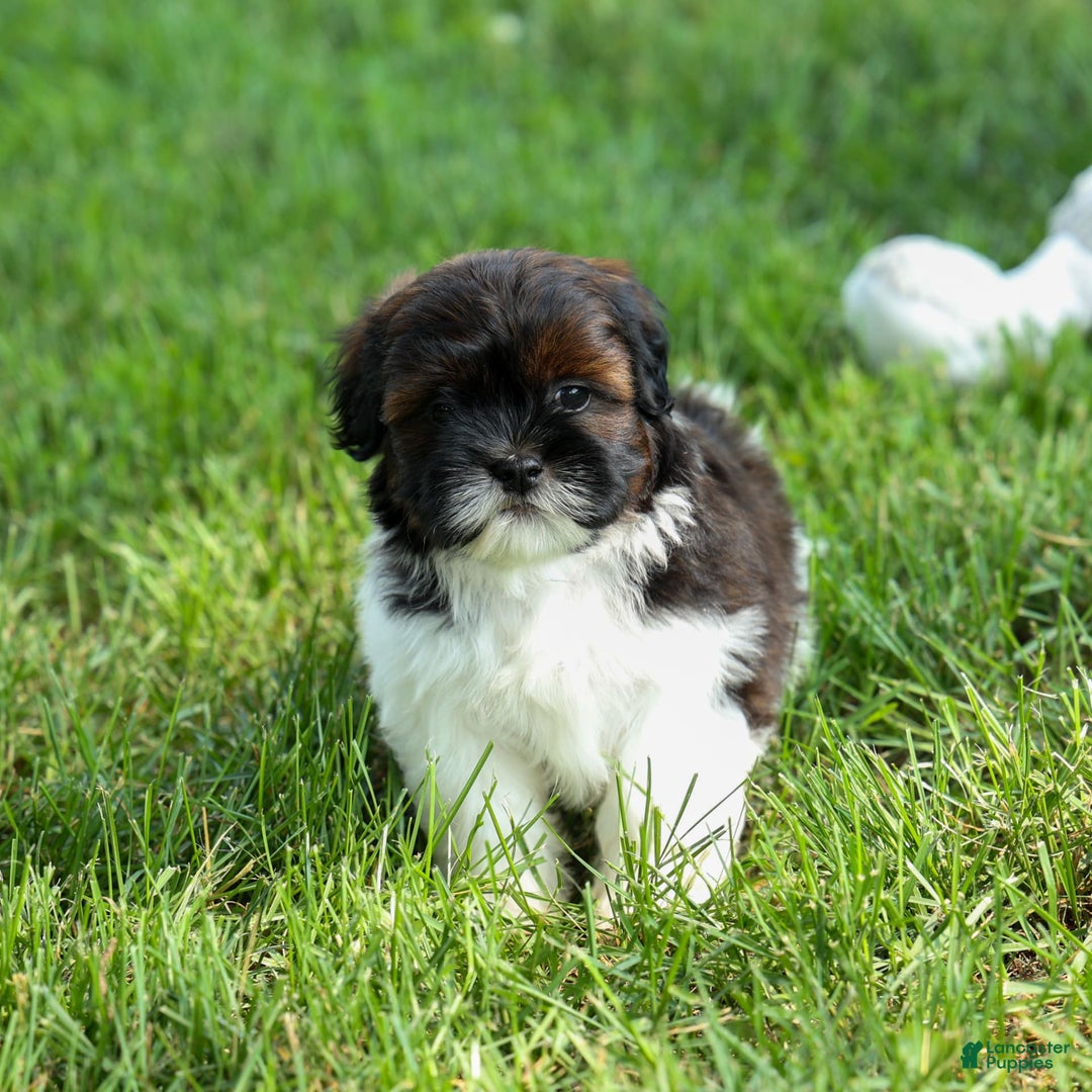 Shihpoo dogs for sale: King - Image 23
