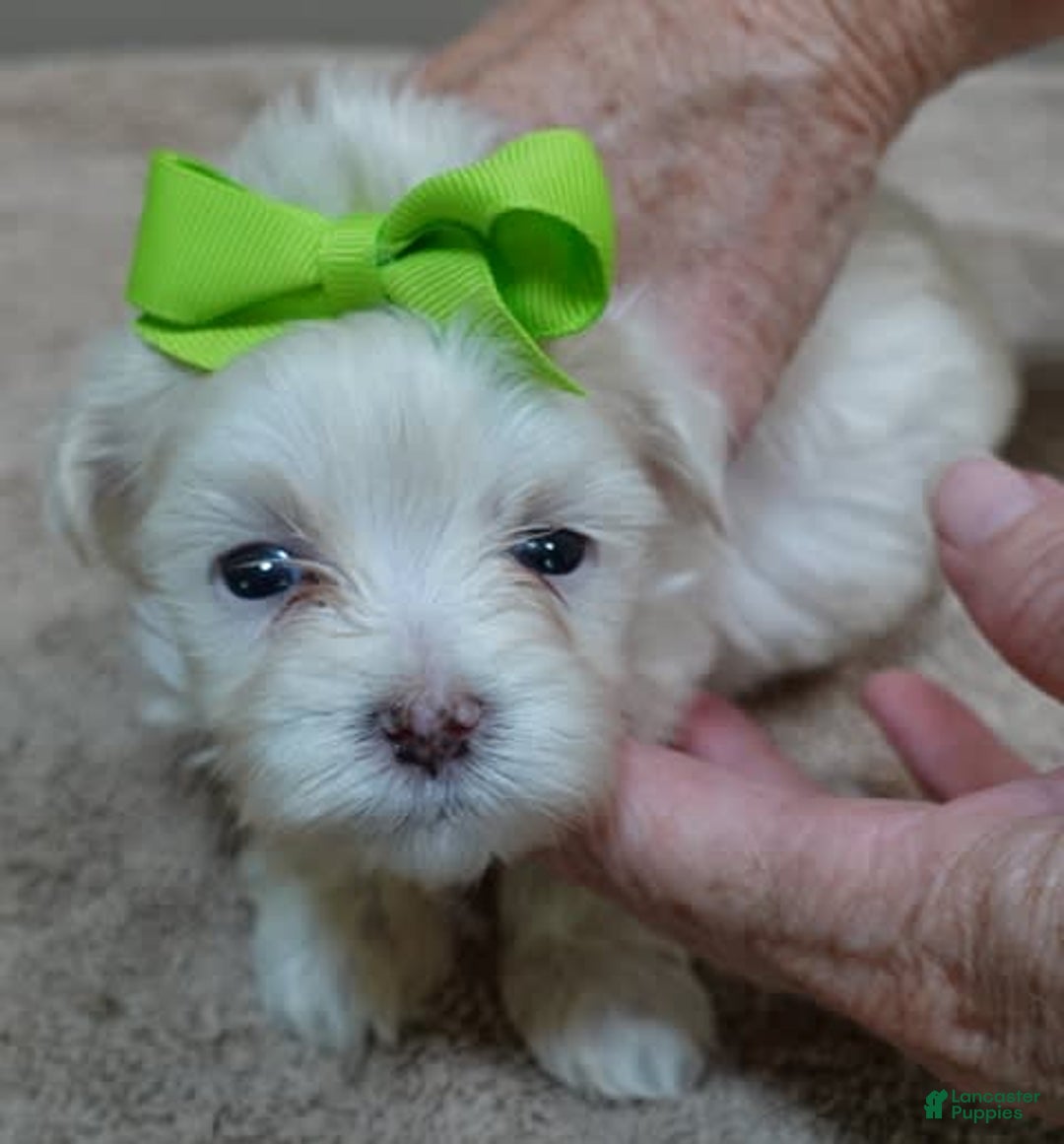 Maltese dogs for sale: Titan - Image 9