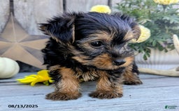 Yorkshire Terrier dogs for sale: Chandler - Image 5