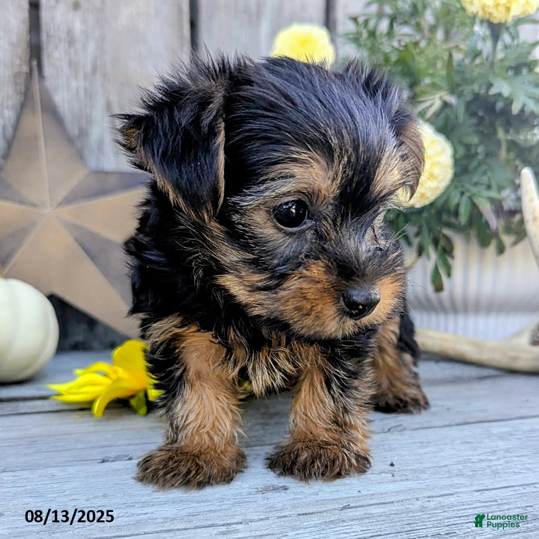 Yorkshire Terrier dogs for sale: Chandler - Image 5
