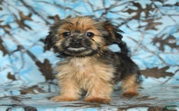 Shorkie dogs for sale: Huck - Image 14