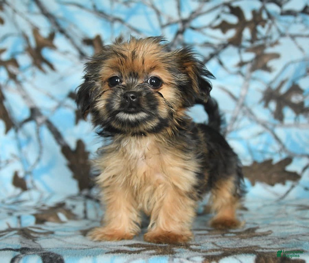 Shorkie dogs for sale: Huck - Image 14