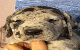 Great Dane dogs for sale: Kim - Black Merle - Image 1