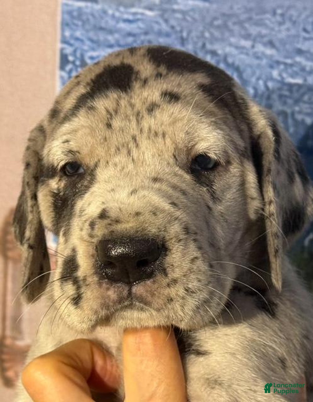 Great Dane dogs for sale: Kim - Black Merle - Image 1