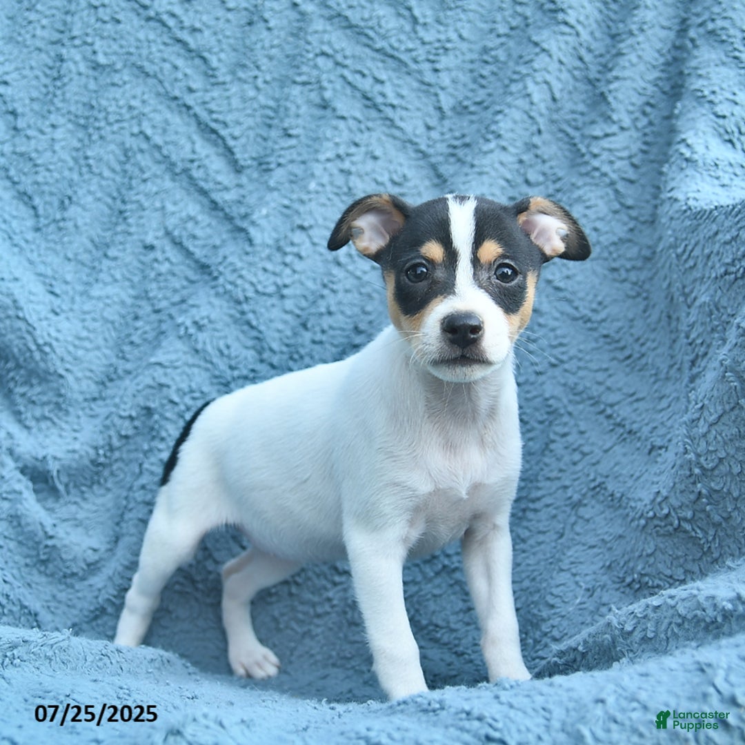 Toy Fox Terrier dogs for sale: Summer - Image 2
