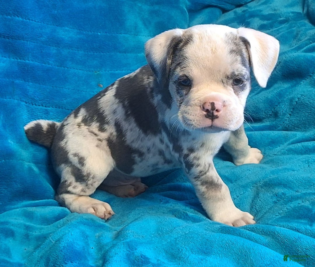 Olde English Bulldogge dogs for sale: Boss - Image 1