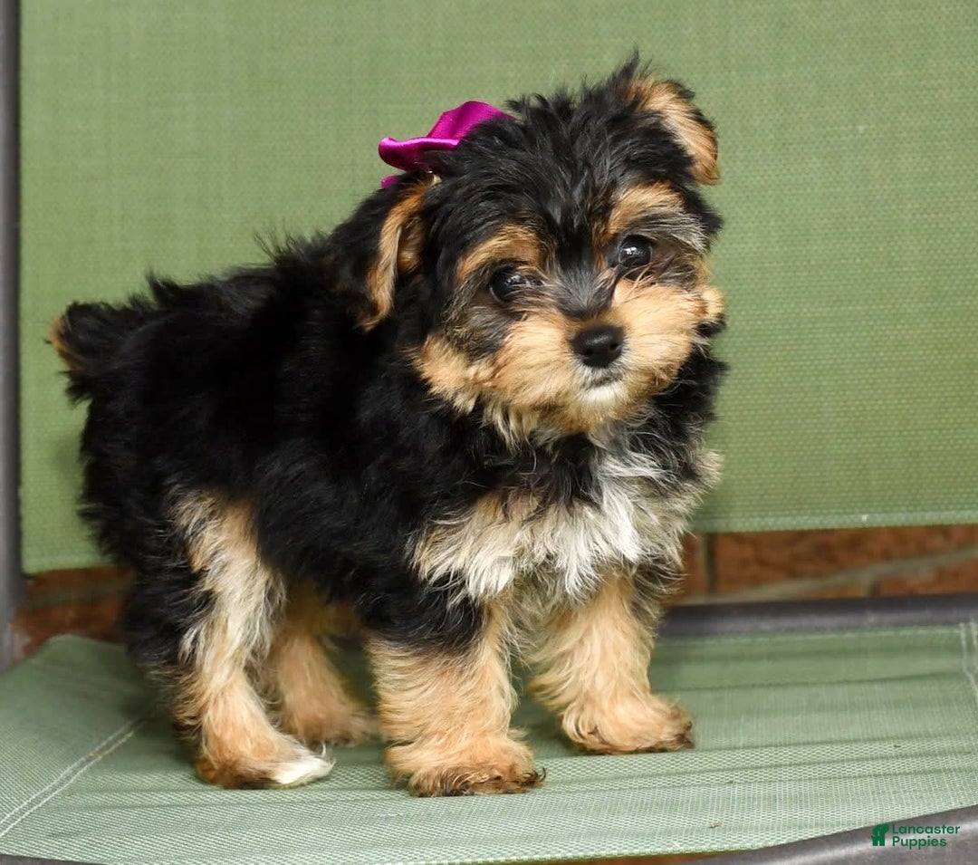 Yochon dogs for sale: York-Chon 5 puppies - Image 8