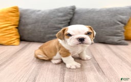 Beabull dogs for sale: Max - Image 2