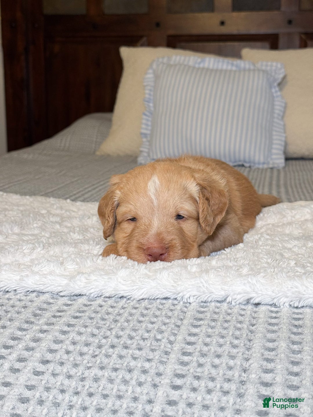 Labradoodle dogs for sale: Cinnamon - Image 2