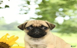 Pug dogs for sale: Roscoe - Image 2