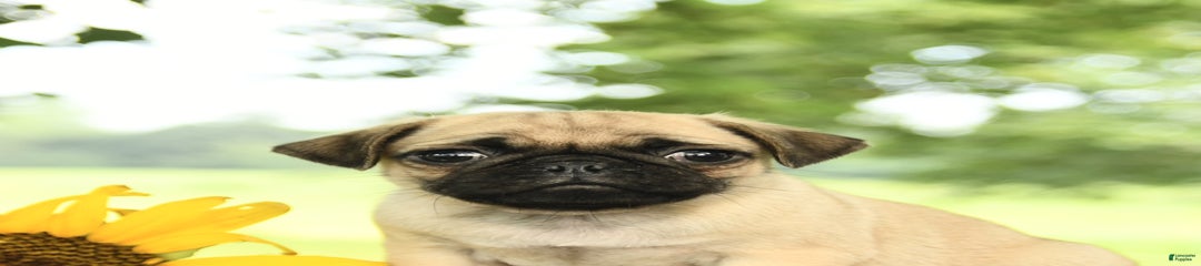 Roscoe