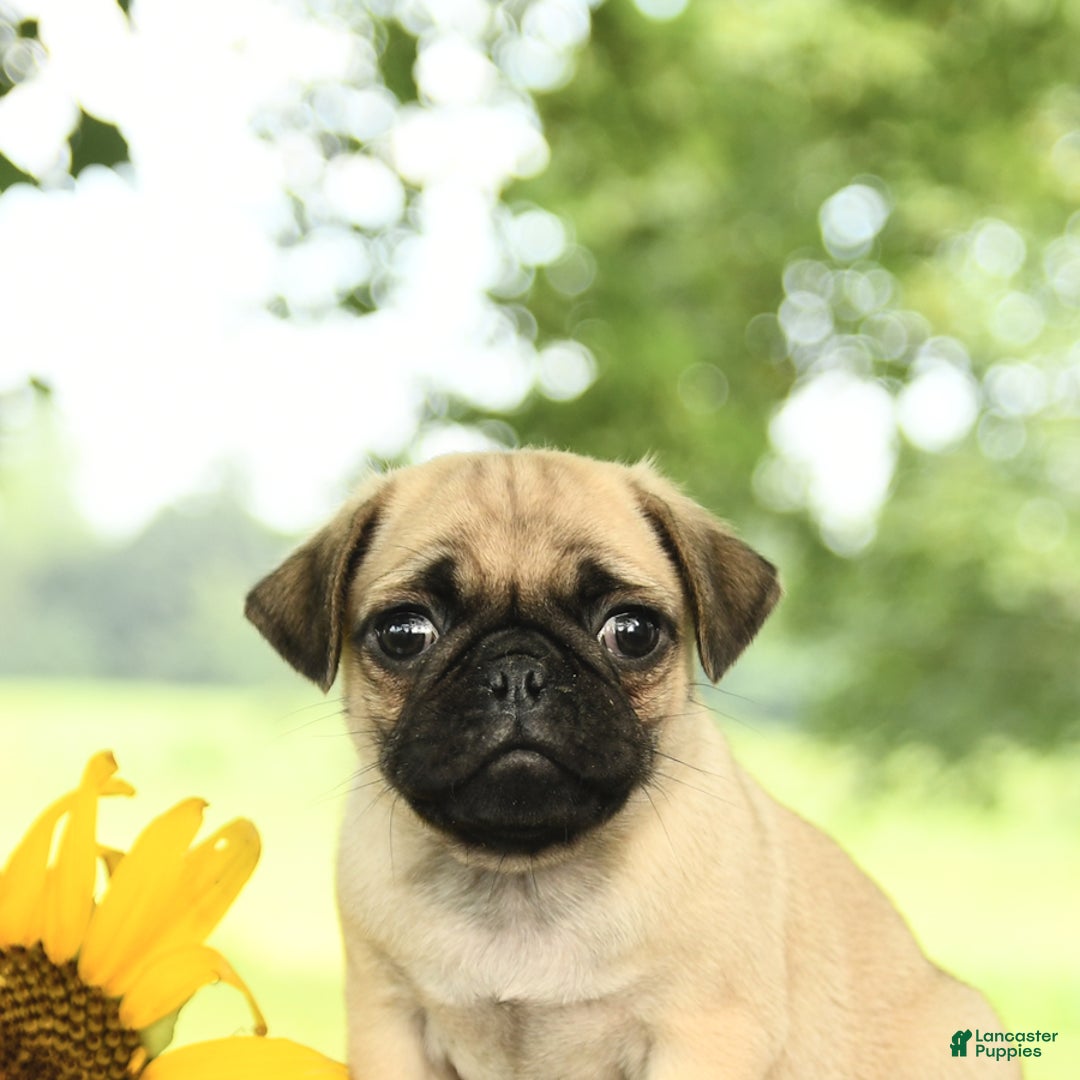 Pug dogs for sale: Roscoe - Image 2
