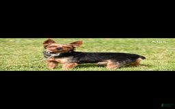 Shorkie dogs for sale: Natasha - Image 8