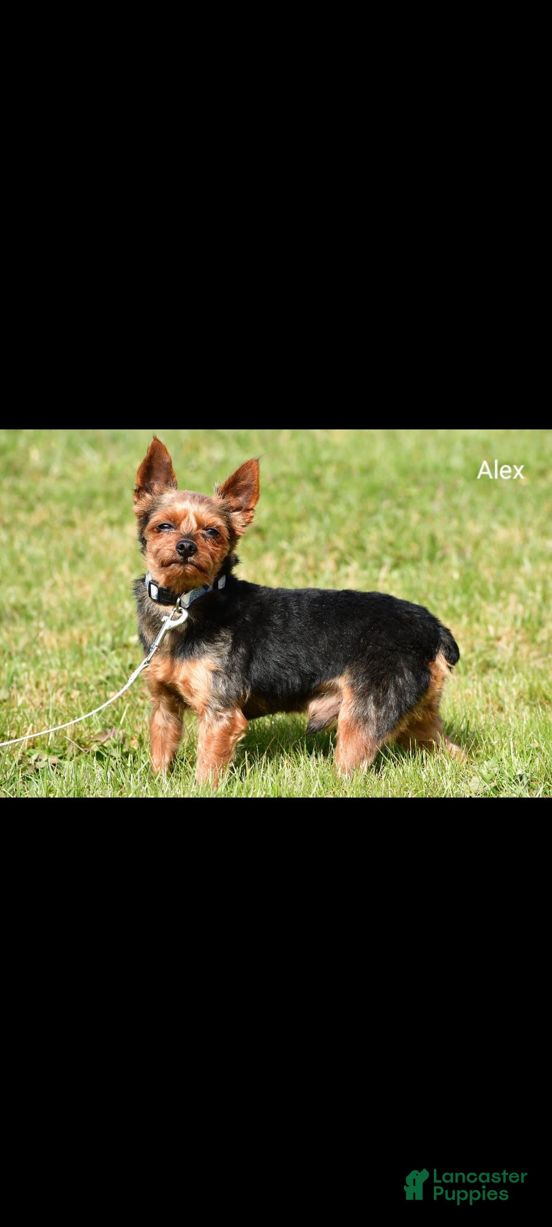 Shorkie dogs for sale: Natasha - Image 8