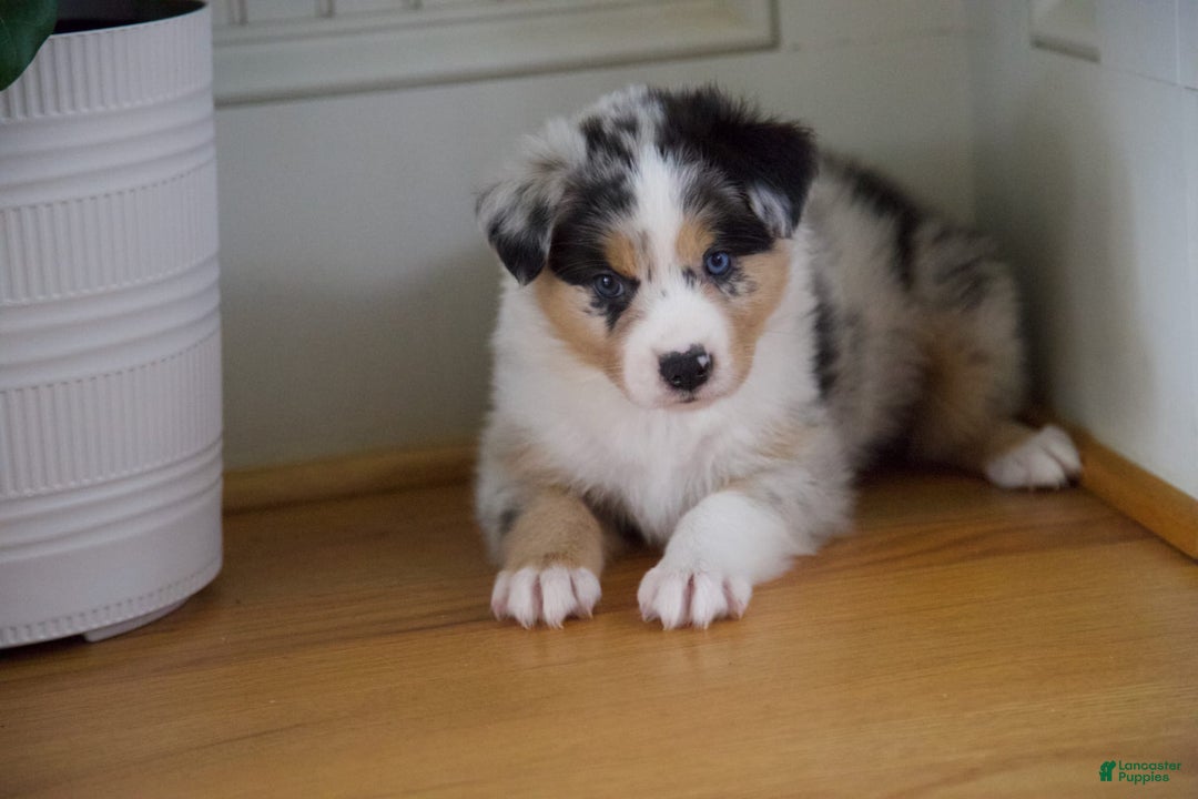 Australian Shepherd dogs for sale: Kiwi - Image 9
