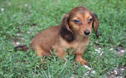 Miniature Dachshund dogs for sale: Dora - Image 14