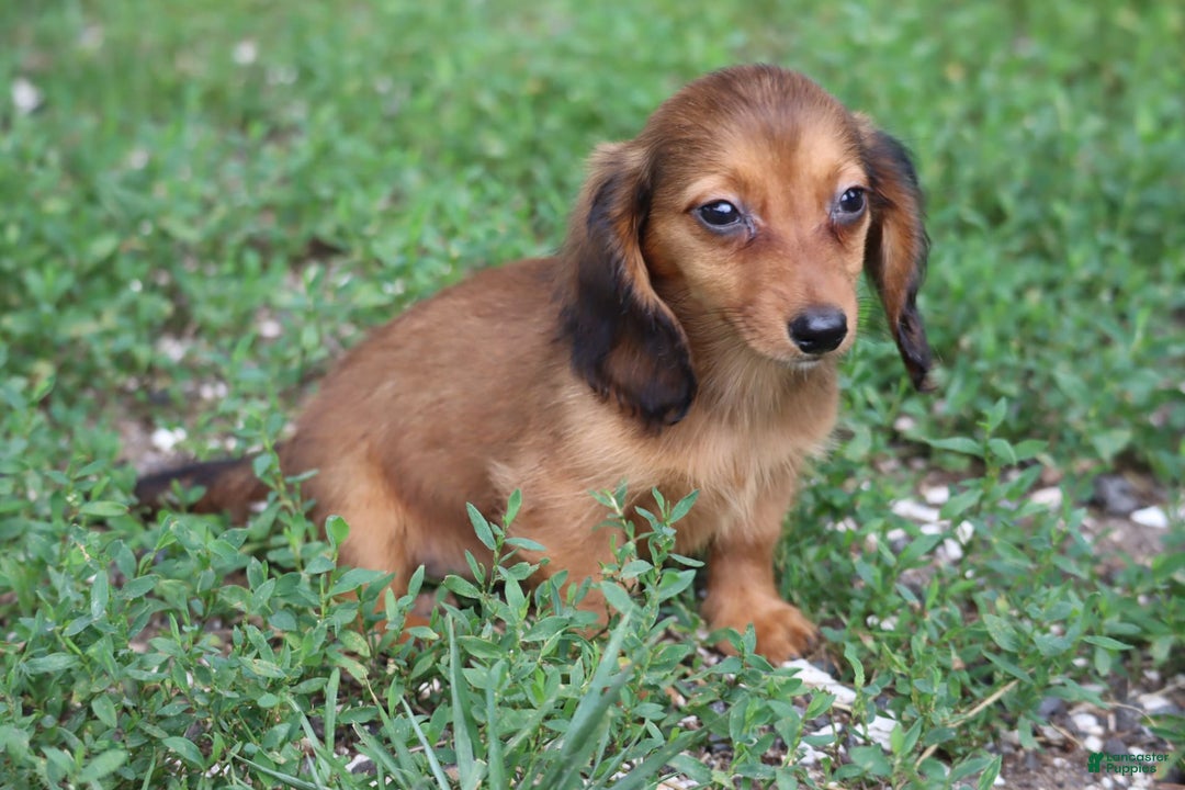 Miniature Dachshund dogs for sale: Dora - Image 14