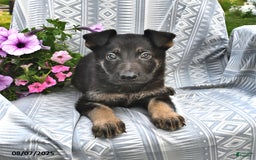 German Shepherd dogs for sale: Domino - Image 1
