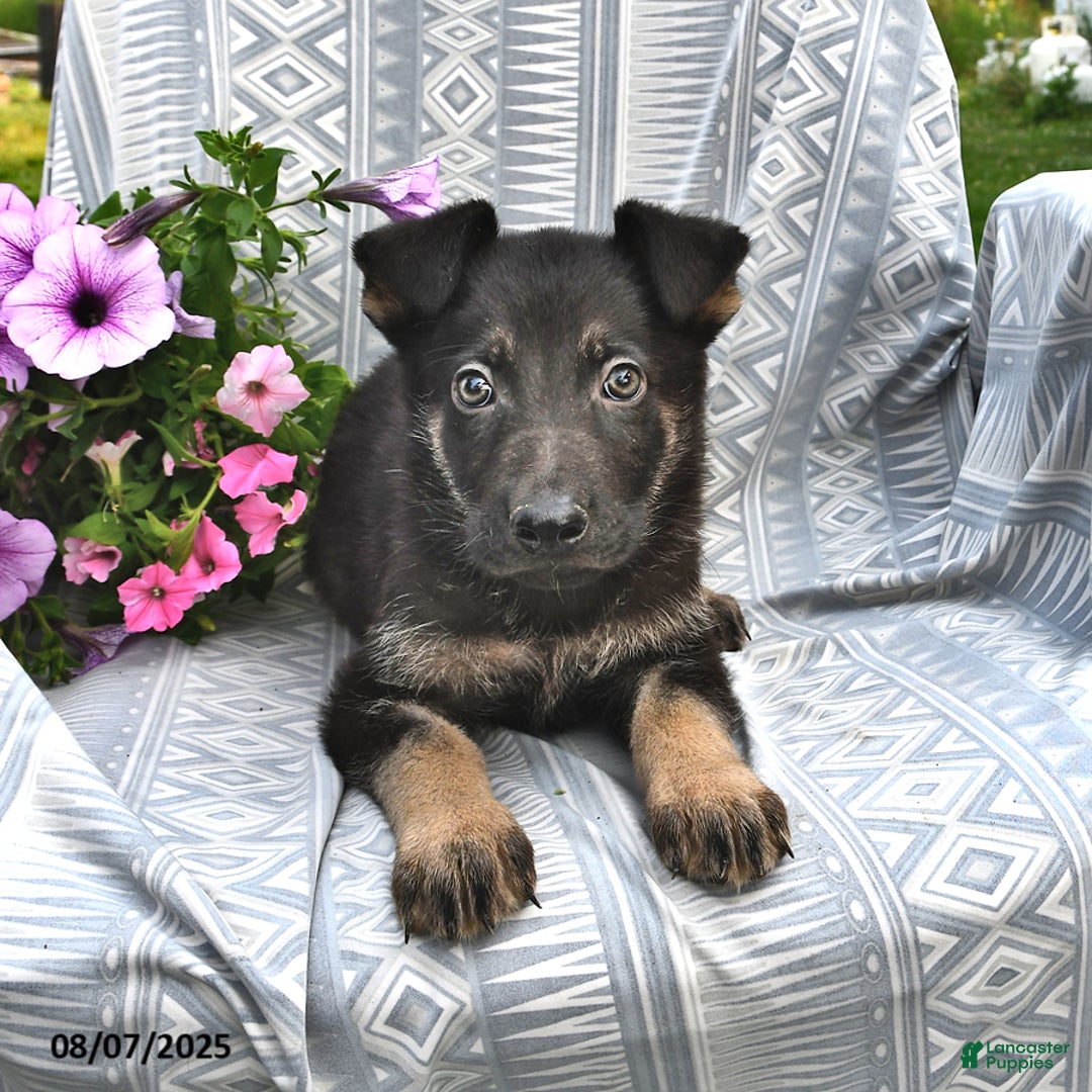 German Shepherd dogs for sale: Domino - Image 1