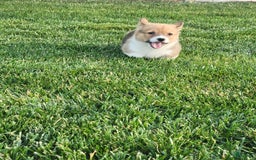 Welsh Corgi Pembroke dogs for sale: Malary - Image 1