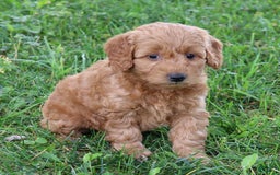 Mini Goldendoodle dogs for sale: Arlena - Image 2