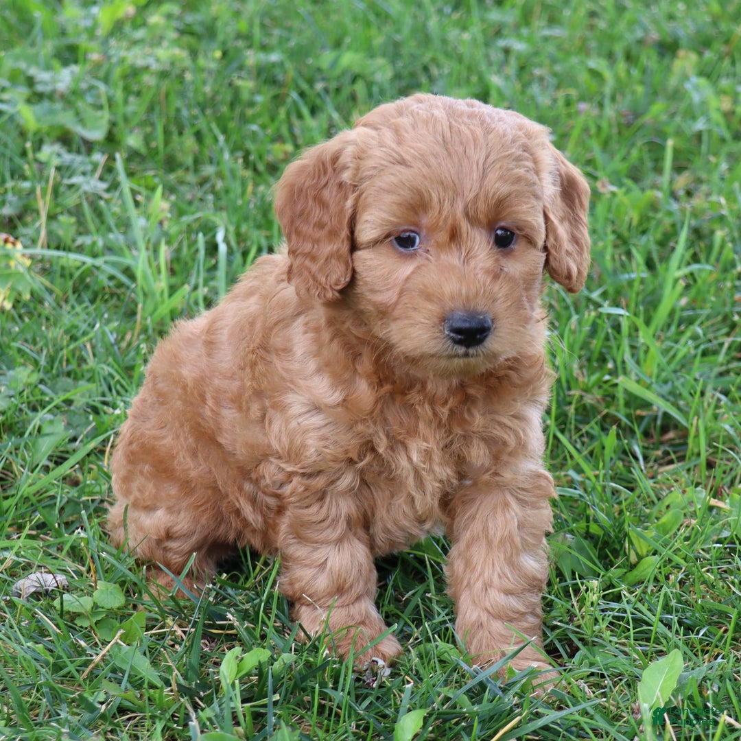 Mini Goldendoodle dogs for sale: Arlena - Image 2