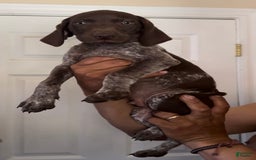 German Shorthaired Pointer dogs for sale: Boy 3 - Image 2
