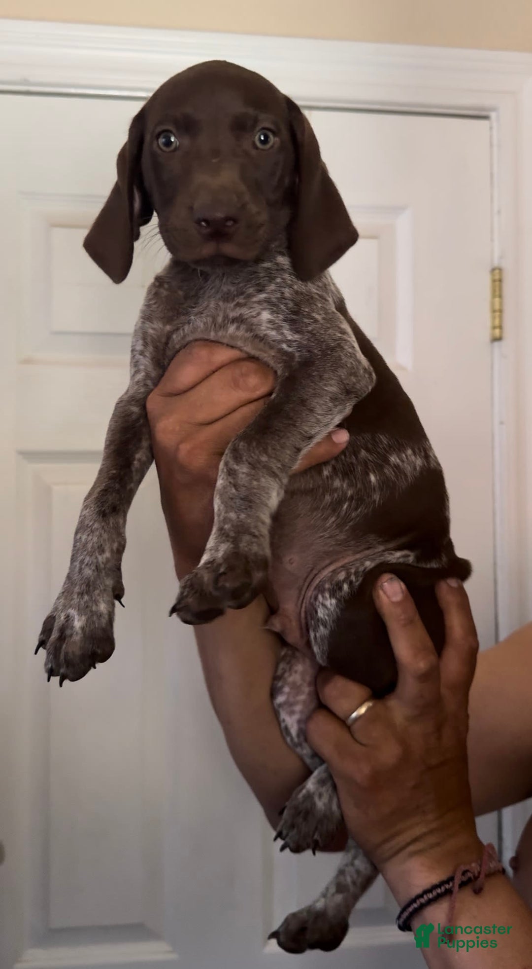 German Shorthaired Pointer dogs for sale: Boy 3 - Image 2