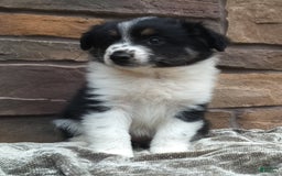 Miniature Australian Shepherd dogs for sale: Maggie - Image 3