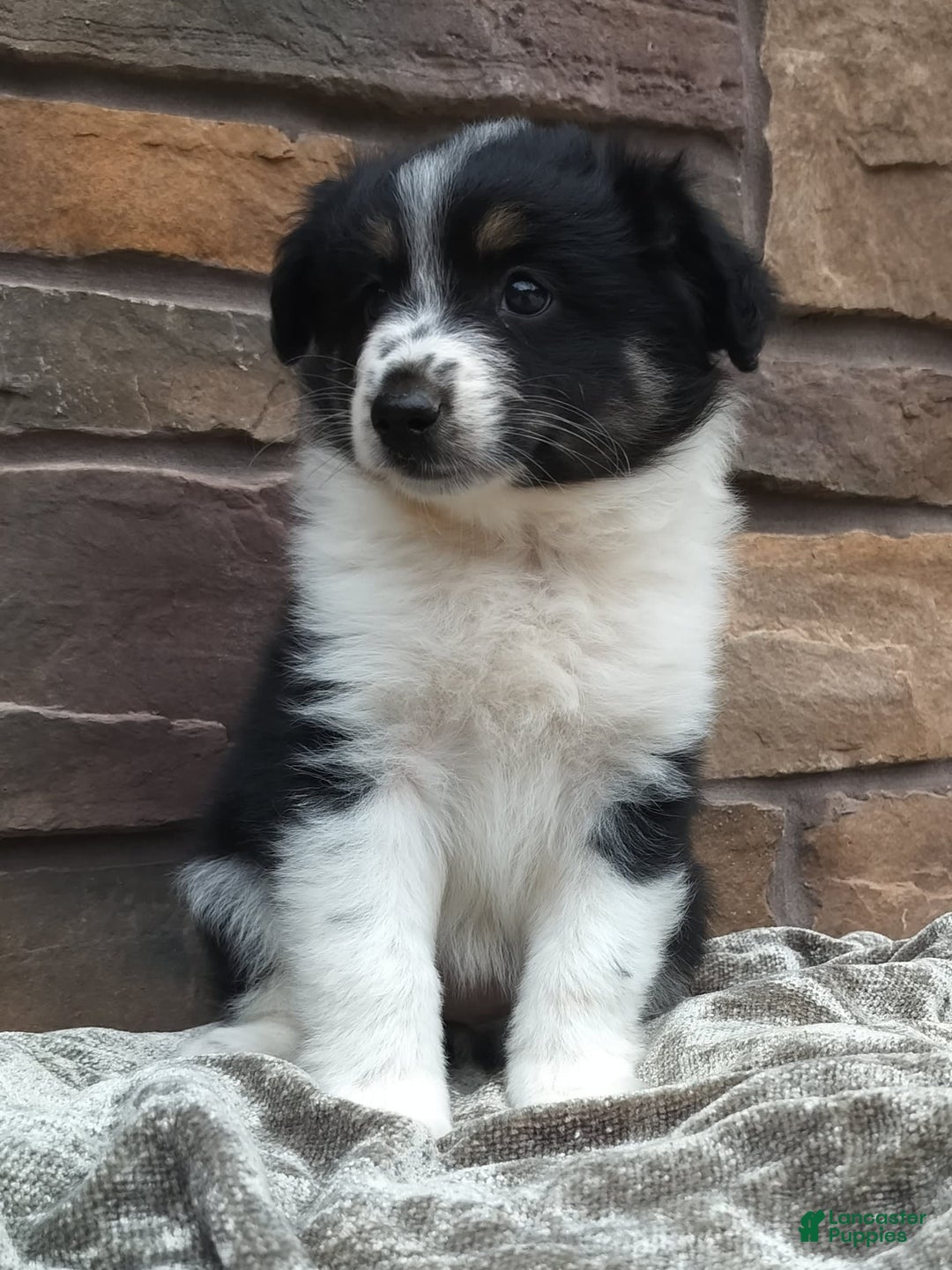 Miniature Australian Shepherd dogs for sale: Maggie - Image 3