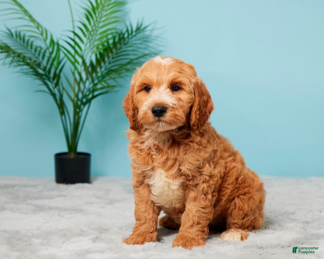 Mini Goldendoodle dogs for sale: Asher - Image 2
