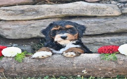 Aussiedoodle dogs for sale: Mia - Image 1