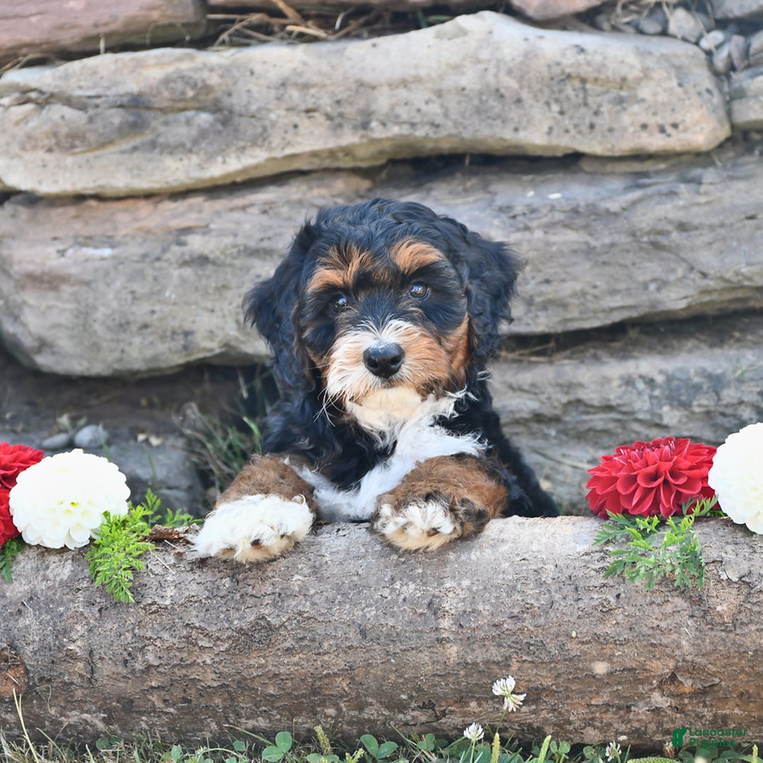 Aussiedoodle dogs for sale: Mia - Image 1