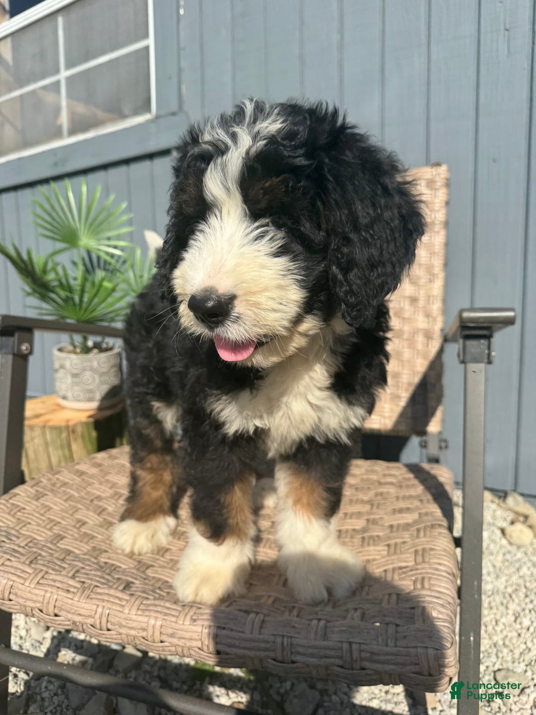 Bernedoodle dogs for sale: Max - Image 7