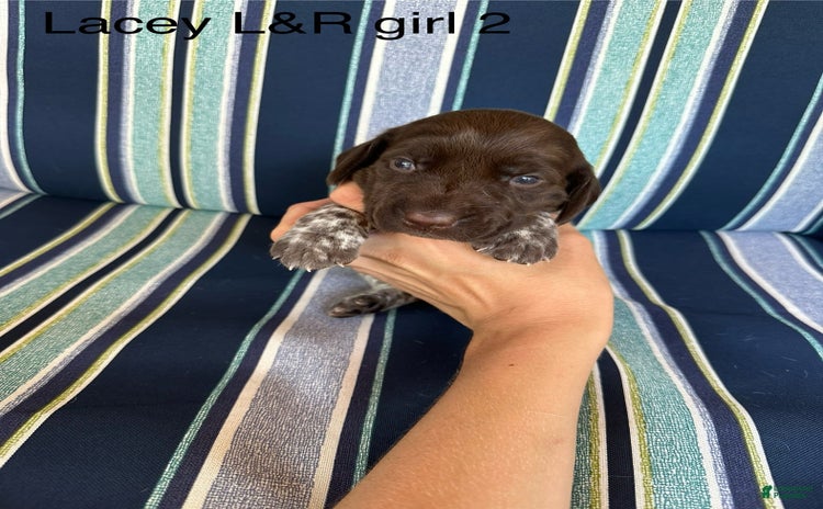 German Shorthaired Pointer dogs for sale - Ad 3